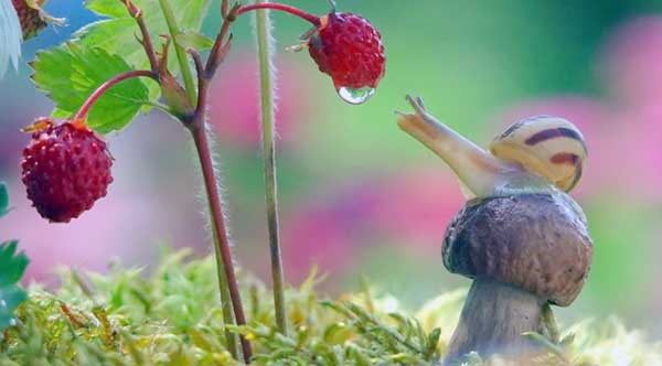 Snail eye cream 